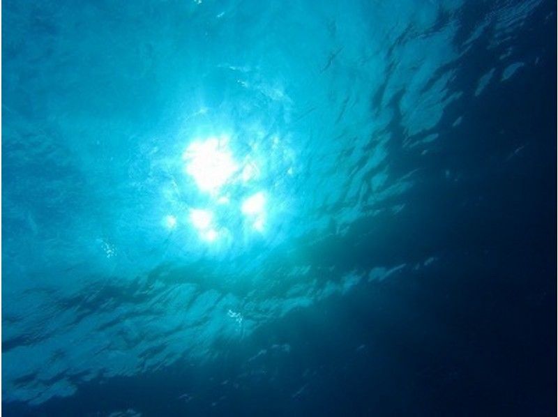 【鹿児島県・奄美大島】一味違う体験ダイビング【水中写真付き】