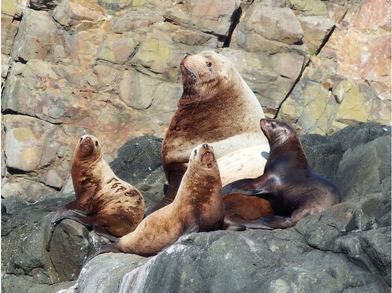 【北海道・小樽】期間限定のトドウォッチング＆青の洞窟見学クルーズ（９０分）小さいお子様も楽しめます！