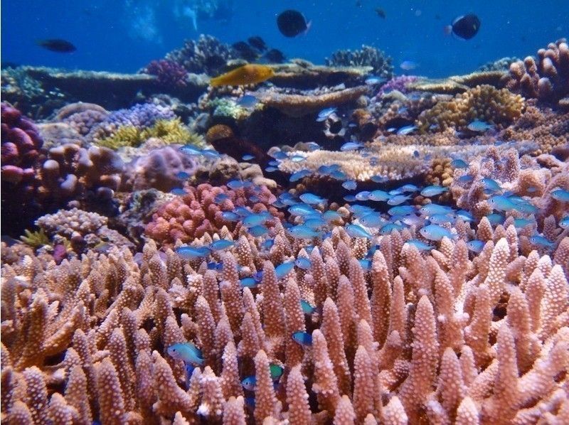 【沖縄・水納島】日帰り海水浴&2ポイントシュノーケリング(特別プラン)