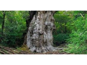 【鹿児島県・屋久島】自然界を見てみよう「縄文杉トレッキング＆半日体験ダイビング」安心の少人数制！
