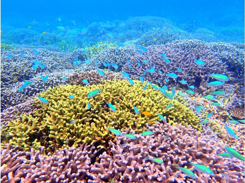 【沖縄・石垣島】平日がお得♪　1日2回のダイブで海を存分に満喫！体験ダイビング【2ダイブ／1日】