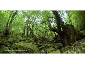 【鹿児島県・屋久島】もののけの舞台にもなった所を散策「白谷雲水峡トレッキング」少人数制でガイド付き！