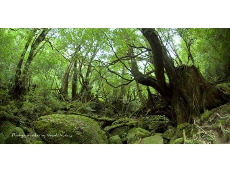 【鹿児島県・屋久島】もののけの舞台にもなった所を散策「白谷雲水峡トレッキング」少人数制でガイド付き!