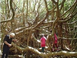 [Tokyo, Ogasawara Chichijima] For those who want to take a leisurely stroll! Forest walking tour (half-day course) Light walking!の画像