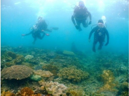 【沖縄・宜野湾】珊瑚や沈船が見れる！ 宜野湾沖体験ダイビング＆スノーケルの画像
