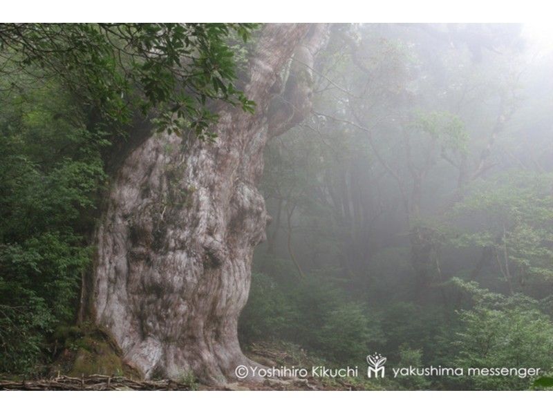 【鹿児島・屋久島】縄文杉トレッキング～本格的な山登りで長老杉に会いに行こう！小学生以下は半額！