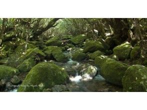 【鹿児島県・屋久島】一目見よう！緑と青の世界「白谷雲水峡トレッキング＆半日体験ダイビング」ガイド付き