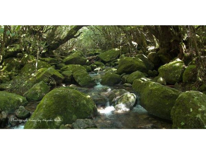 【鹿児島県・屋久島】一目見よう!緑と青の世界「白谷雲水峡トレッキング&半日体験ダイビング」ガイド付き