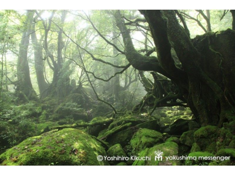 【鹿児島・屋久島】雨の日でも感動！白谷雲水峡トレッキング（約６．５ｋｍ）家族割で小学生以下半額！