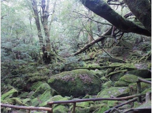 鹿児島県 熊毛郡 白谷雲水峡トレッキング 苔むす森コース 初心者にオススメ 往復約4km アクティビティジャパン 鹿児島県 熊毛郡 白谷雲水峡トレッキング 苔むす森コース 初心者にオススメ 往復約4km アクティビティジャパン