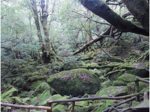 鹿児島県 熊毛郡 白谷雲水峡トレッキング 苔むす森コース 初心者にオススメ 往復約４ｋｍ アクティビティジャパン