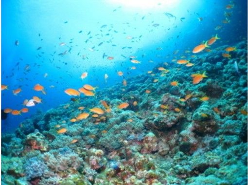 【沖縄・宜野湾】珊瑚や熱帯魚と一緒に泳ぐ！ 宜野湾沖体験スノーケリングの画像