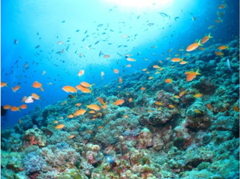 【沖縄・宜野湾】珊瑚や熱帯魚と一緒に泳ぐ！ 宜野湾沖体験スノーケリングの紹介画像
