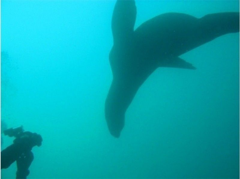 【北海道】野生のトドとダイビング！期間限定開催2019年12月21～2020年2月