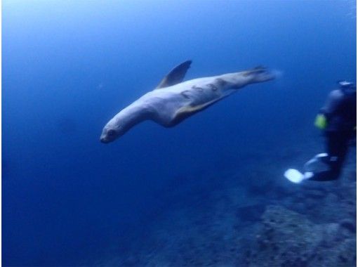 2024-2025【北海道】野生のトドとダイビング！【冬季限定開催】の画像