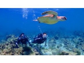 ★Spring♪Limited campaign★Experience diving with sea turtles! No.1 chance of encountering sea turtles among our courses★Two sessions in the morning and afternoon! Free use of the island's largest facility