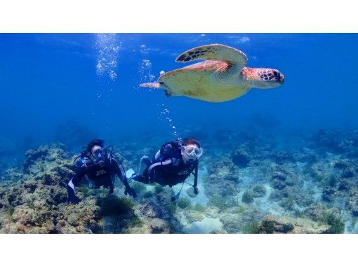 Experience diving sea turtle course with the highest sea turtle encounter rate! Start times are 8:00 a.m. and 9:30 a.m. and 13:30 and 15:00 p.m. Twice each!の画像