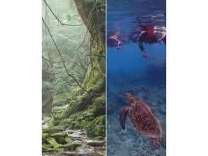 【鹿児島・屋久島】白谷雲水峡トレッキング（苔むす森コース）＆スノーケリング(1日または2日)セットプランでたっぷり楽しもう！！