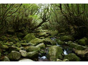 【鹿児島・屋久島】たっぷり楽しもう！！白谷雲水峡トレッキング（苔むす森コース）＆スノーケリング（1日または2日）