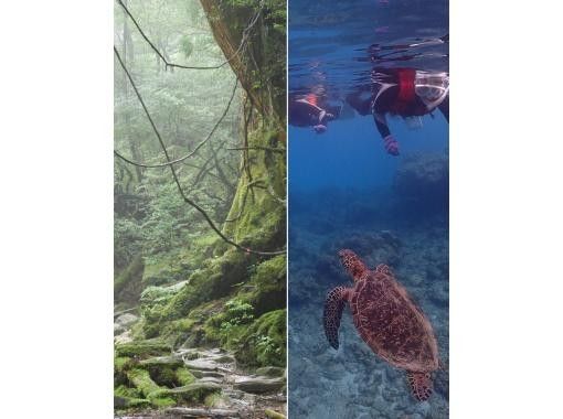 【鹿児島・屋久島】白谷雲水峡トレッキング（苔むす森コース）＆スノーケリング(1日または2日)セットプランでたっぷり楽しもう！！の画像