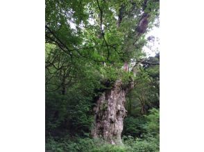 【鹿児島・屋久島】「縄文杉トレッキング＆スノーケリングコース」（２日間）山も海もそれぞれ専門ガイドがご案内！10歳から参加OK 