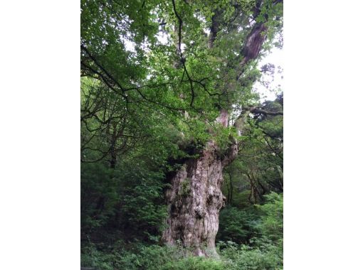 【鹿児島・屋久島】「縄文杉トレッキング＆スノーケリングコース」（２日間）山も海もそれぞれ専門ガイドがご案内！10歳から参加OK の画像