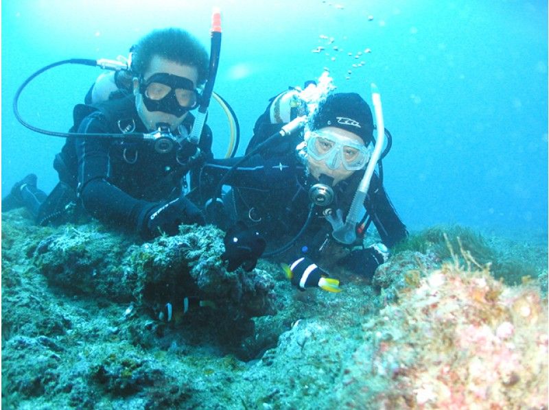 [和歌山-Shirahama]在美麗的海底世界2船潛水包！ （C卡持有人）の紹介画像