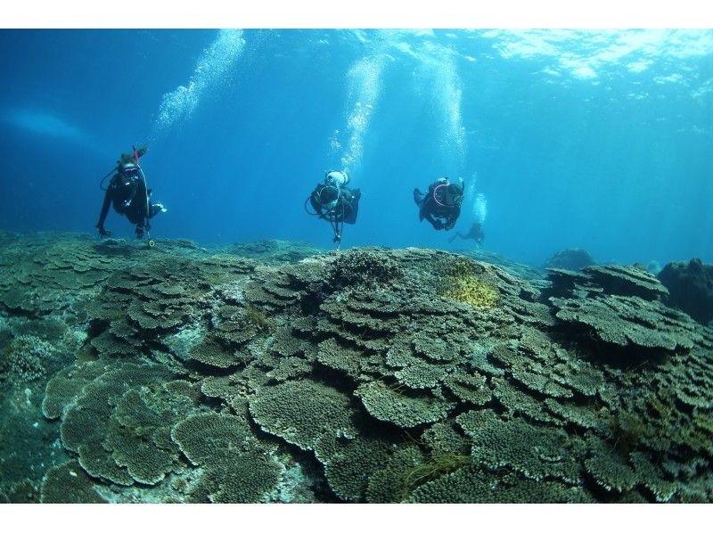【東京 三宅島】サンゴ礁と温帯の生物が混在する豊かな海でファンダイビング