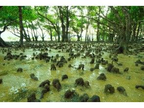 屋我地島　マングローブ散策