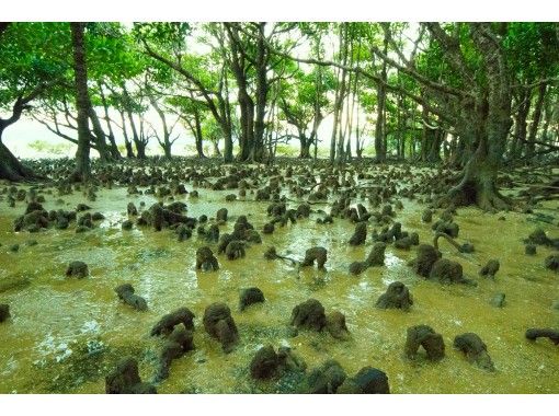 Walking islands mangrove strollの画像