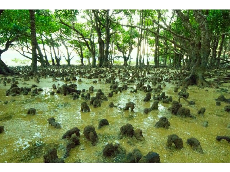 屋我地島 マングローブ散策
