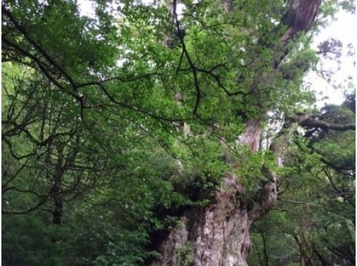 【鹿児島・屋久島】「縄文杉トレッキング＆体験ダイビングウミガメコース」（２日間）じっくりと大自然の世界への画像
