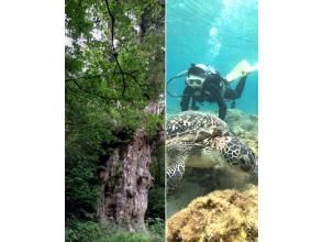 【鹿児島・屋久島】「縄文杉トレッキング＆体験ダイビングウミガメコース」満足度◎２日間でじっくりと大自然を感じるセットプラン