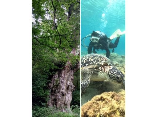 【鹿児島・屋久島】「縄文杉トレッキング＆体験ダイビングウミガメコース」満足度◎２日間でじっくりと大自然を感じるセットプランの画像
