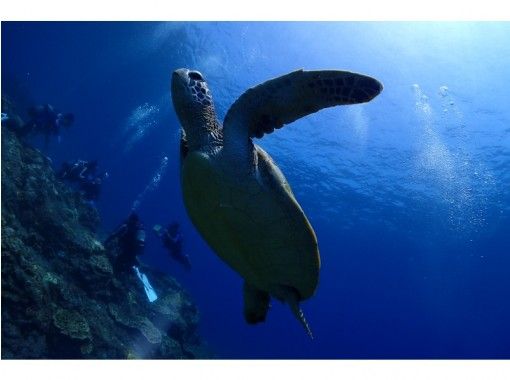 【가고시마 야쿠시마】 팬 다이빙 (2 보트) 대여 무료! 세계유산의 바다로の画像