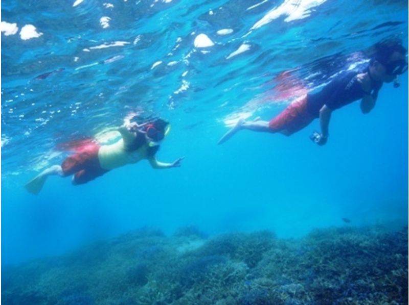 沖縄 石垣 サンゴ 熱帯魚が見れる美しい海へ 石垣島周辺シュノーケリングコース アクティビティジャパン