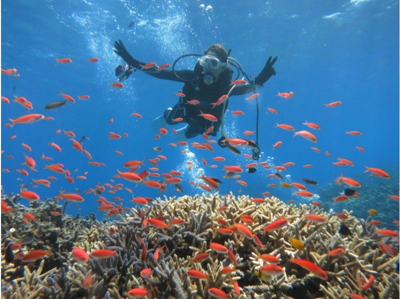 【沖縄・西表島】サンゴ礁広がる西表の海で初めての体験ダイビング【1ボート半日～】