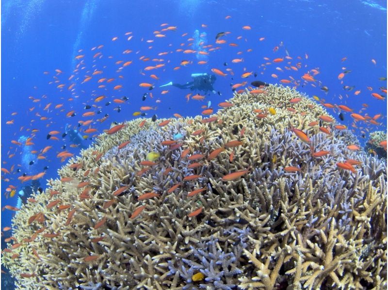 【沖縄・西表島】安全・安心・快適を考え、少人数制！ボートファンダイビングの紹介画像