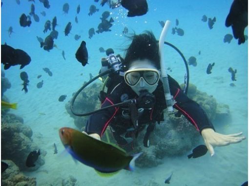 [鹿儿岛/奄美大岛南部] 大岛海峡、挂间岛珊瑚礁体验潜水和浮潜、游艇巡游。 1天课程の画像