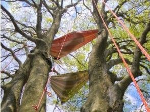 【滋賀・高島】ハンモックで森の時間を満喫する木登りツアー ツリーカフェ [VSC]の画像