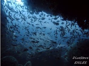 [Shizuoka Nishiizu-Kumomi] inexperienced person, experience diving [1 dive or 2 dives] to beginners welcome great sea