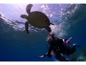 【鹿児島・屋久島】屋久島の海を完全制覇！？体験ダイビング・ウミガメコース(２ビーチ)