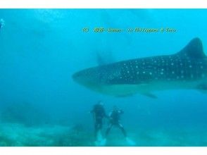 ライセンス習得者向け！ファンダイビングで伊豆半島の海に潜ろう！(2Dive)【1日】