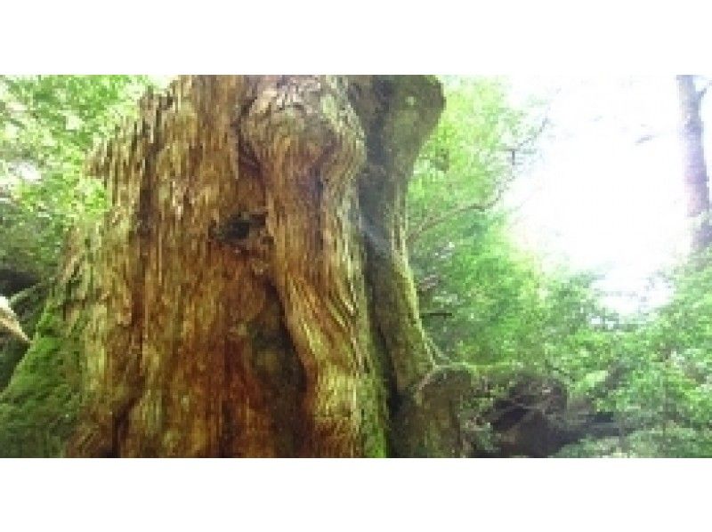 【鹿児島・屋久島】巨木に逢う「大和杉コース」中級者におすすめ！（約９ｋｍ・９時間の1日コース）