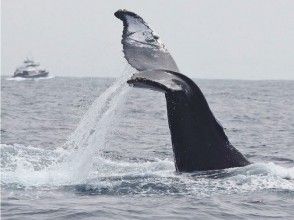 【沖縄・那覇】近くで迫力あるザトウクジラを見よう「ホエールウォッチング」初心者向け（半日コース）