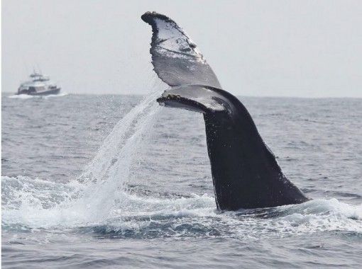 【沖縄・那覇】近くで迫力あるザトウクジラを見よう「ホエールウォッチング」初心者向け（半日コース）の画像