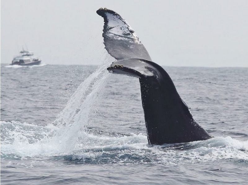 【沖縄・初心者向け】近くで迫力あるザトウクジラを見よう!ホエールウォッチング(半日コース)