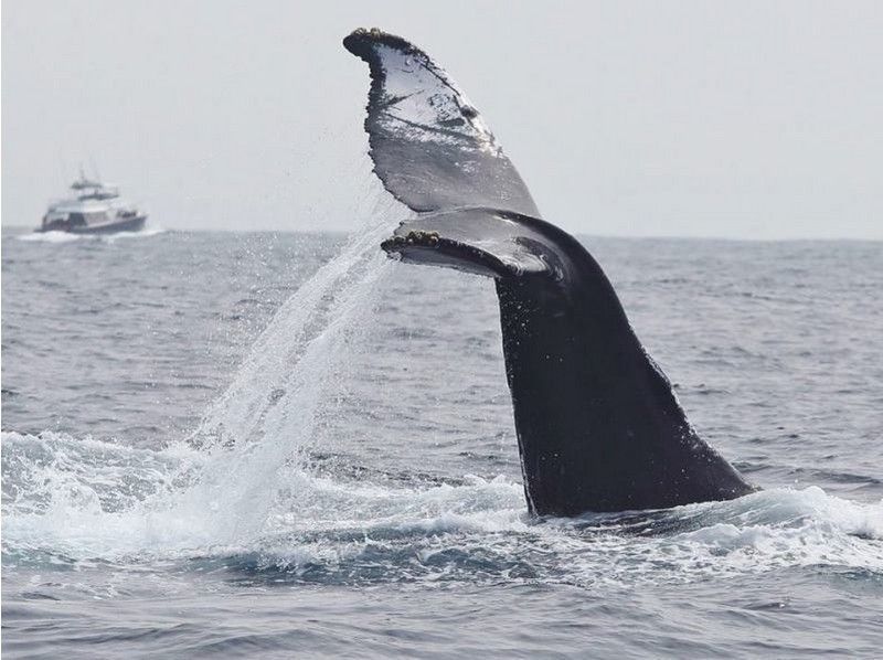 [오키나와· 초보자】 근처에서 박력있는 고래를보실 수 있습니다!고래워칭(고래관찰투어)(반나절 코스)の紹介画像