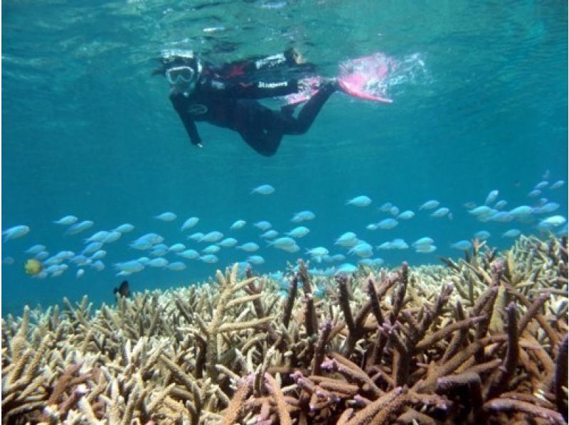 【鹿児島・奄美大島南部】奄美大島海峡、加計呂麻島サンゴ礁シュノーケリング,ヨットクルーズ。1日コース