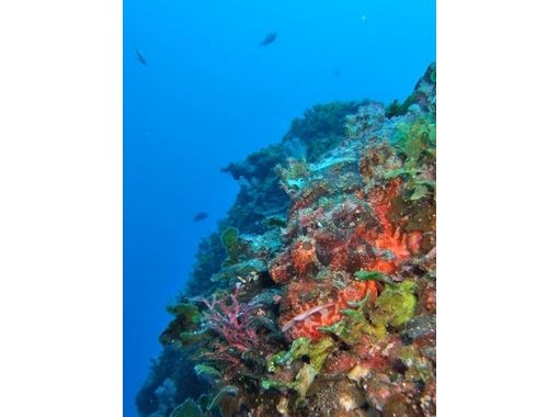 [Tokyo, Hachijojima] Why do not you look at the blue transparent world? [Fan diving 2 beach dive]の画像